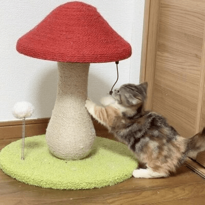 Arbre à Chat - MushroomCatTower™ - Chatadorable