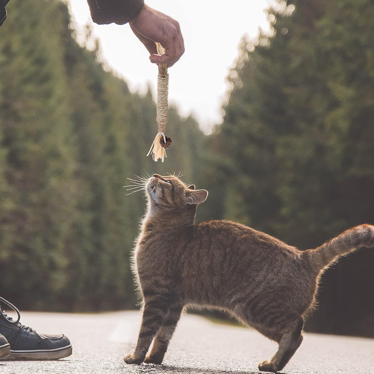 Bâton à mâcher pour chat - PurrStick™ - Chatadorable
